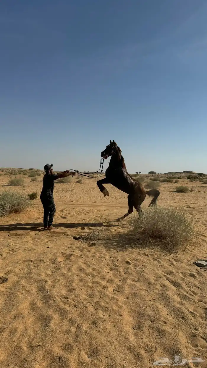 السلام عليكم عرض حصان للبيع 0