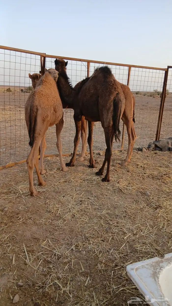 ثلاث بكار طيبه 1