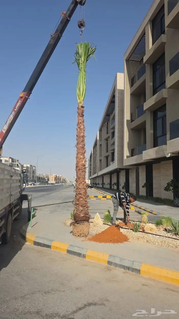 للبيع أنواع النخيل 5