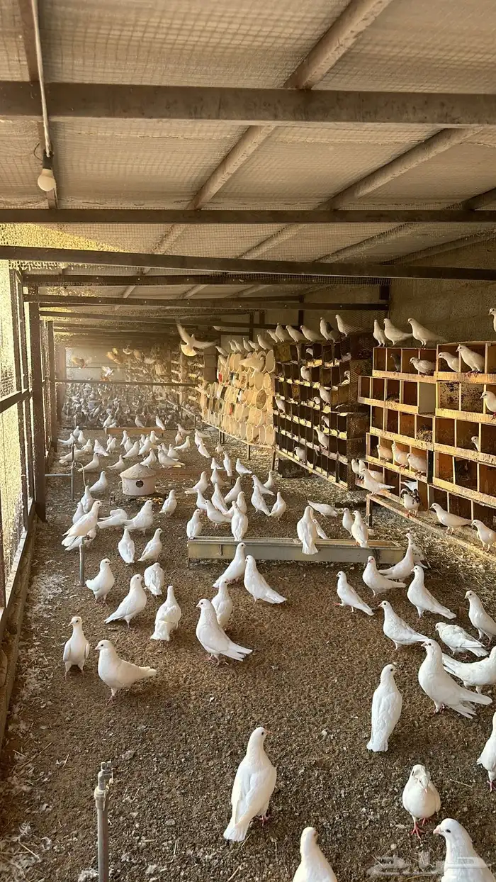 مشروع حمام من 800 جوز الا 1000 1