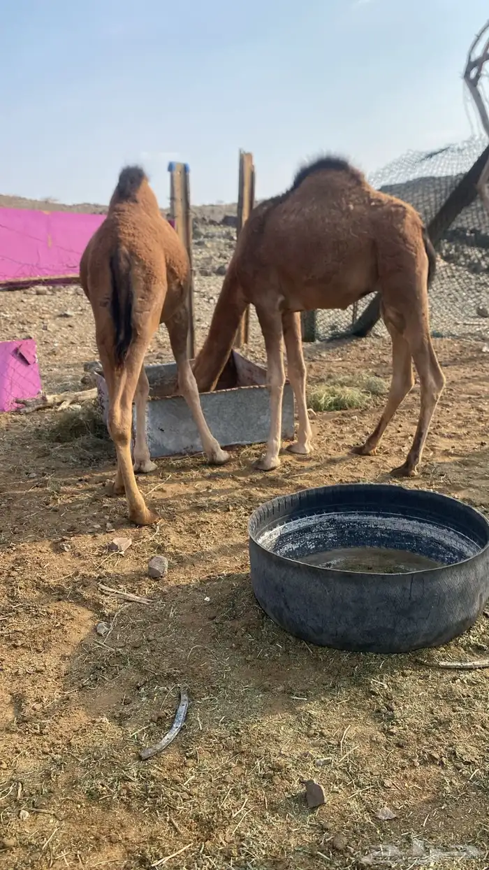 قعدان للبيع 1