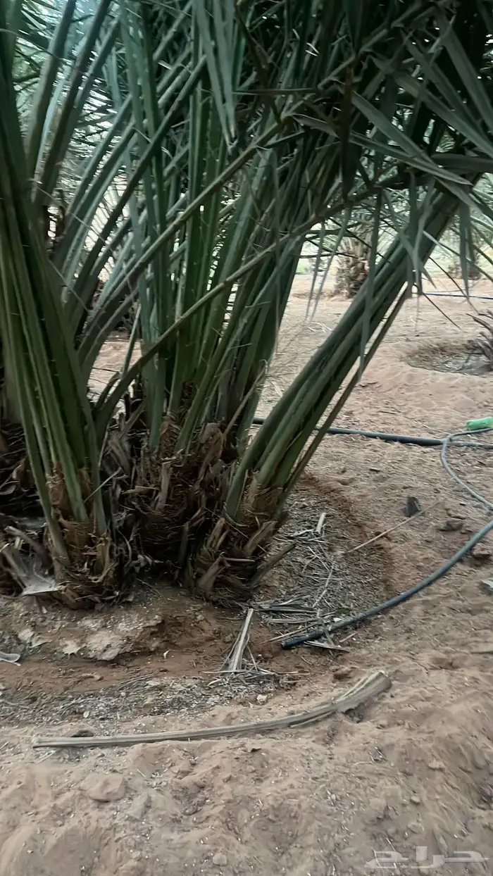 نخل مثمر طالع من القصيم للجنوب خلاص برحي سكري صقعي مجدول 1