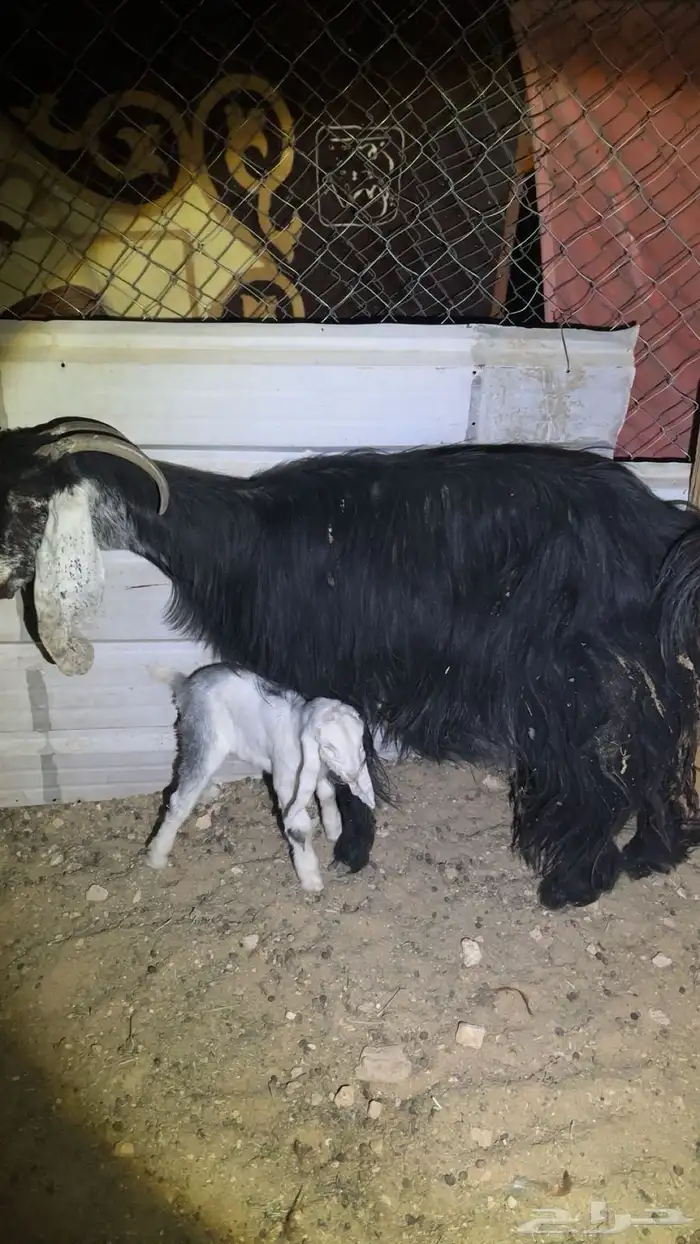 للبيع عنز تحتها جفره. صحتها زينه. ع سوم 0