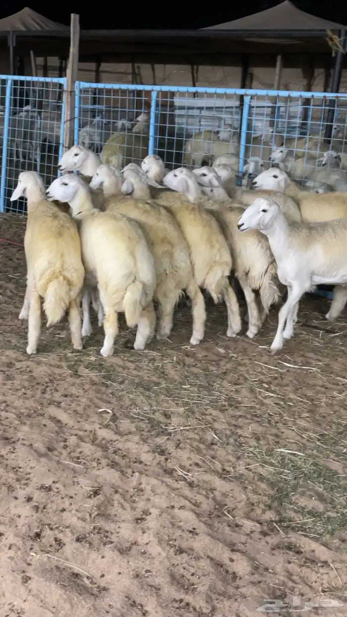 رخال صنف دفيع 2