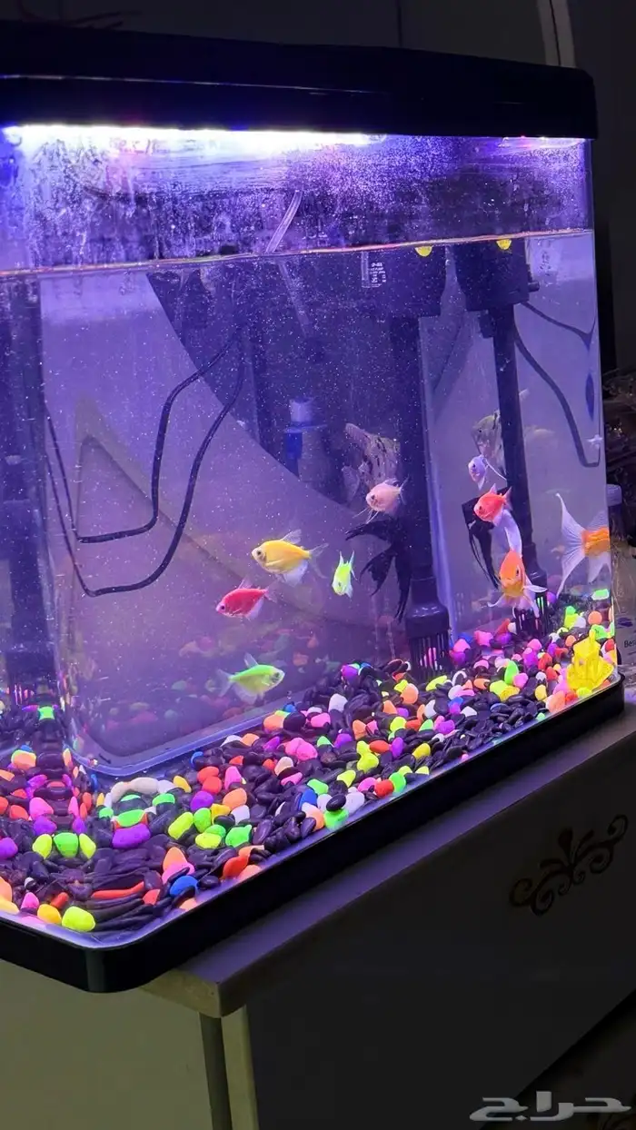 حوض سمك 3