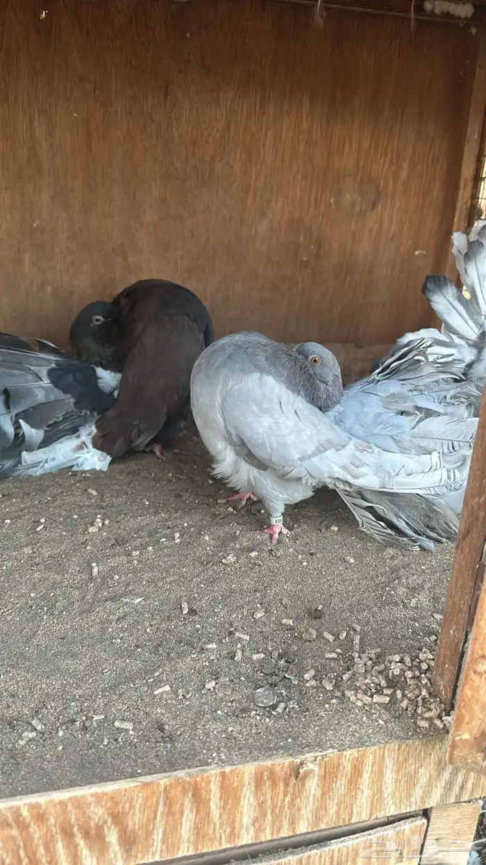 رقاص هولندي فناتيل 9