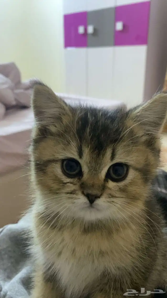 قطط للبيع سكوتش 1