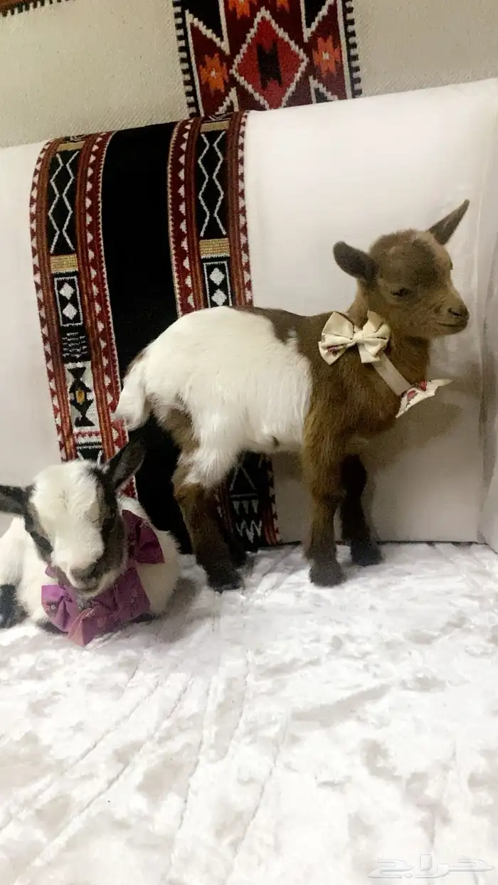 تيوس قزميه تشيكيه 1