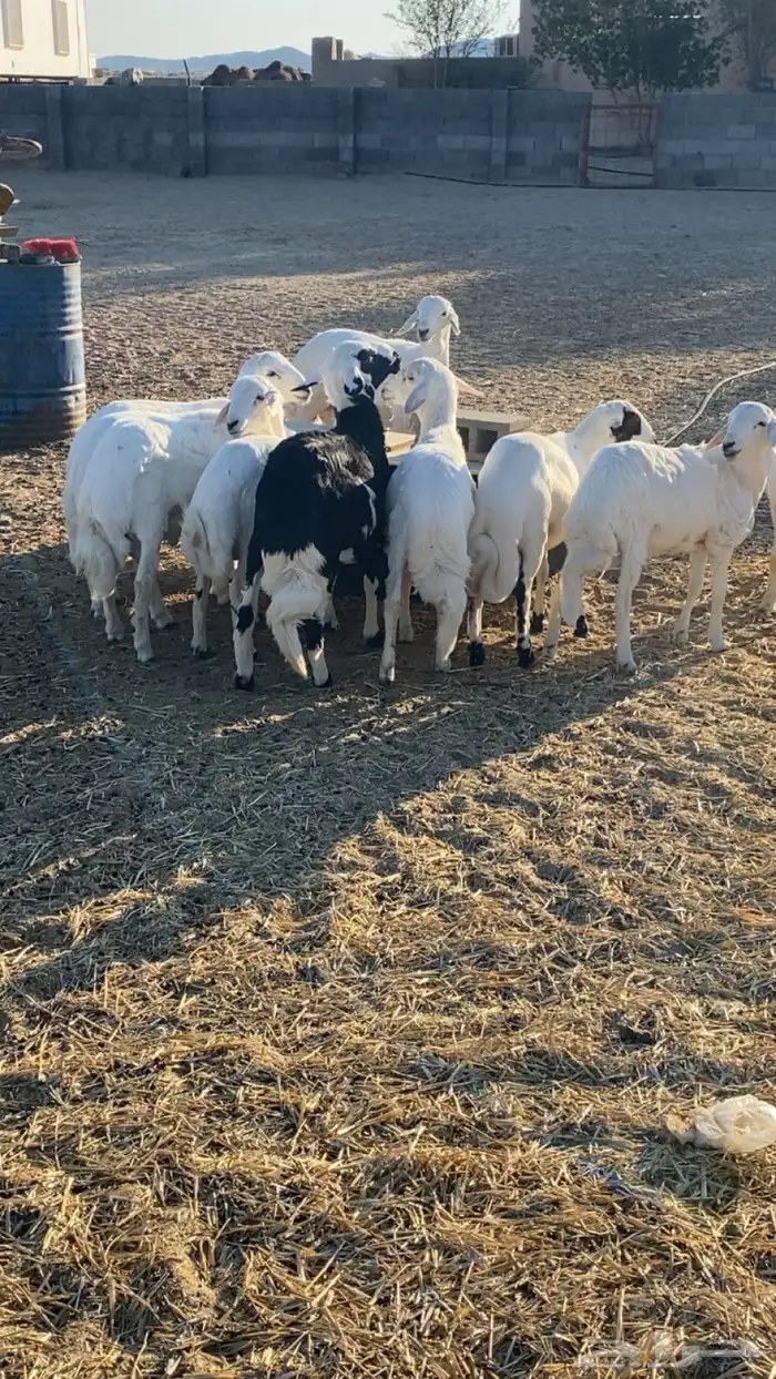 خرفان للبيع بيشة 0