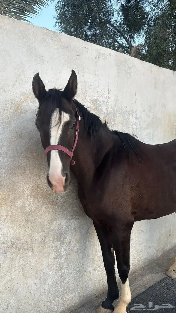 فرس دهماء محجلة ثلاث طلق اليمين 1