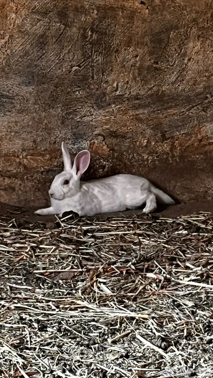 ارانب للبيع 5