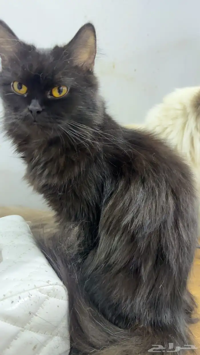 قطط 5