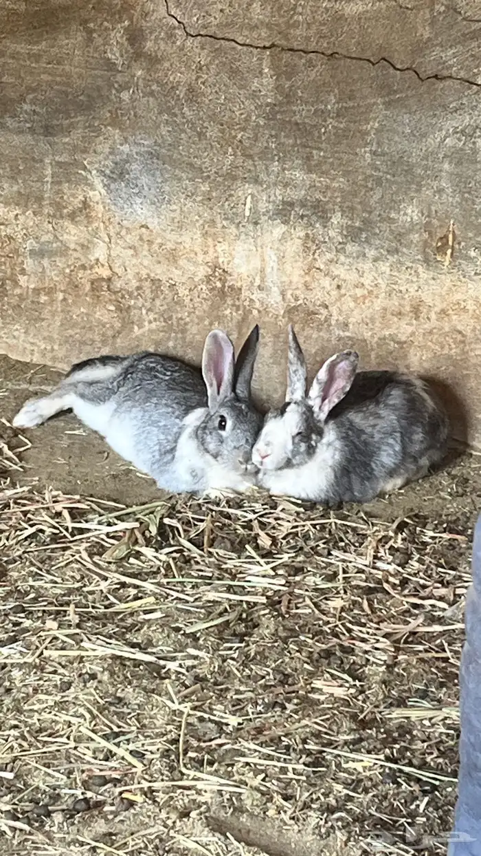 ارانب للبيع 3