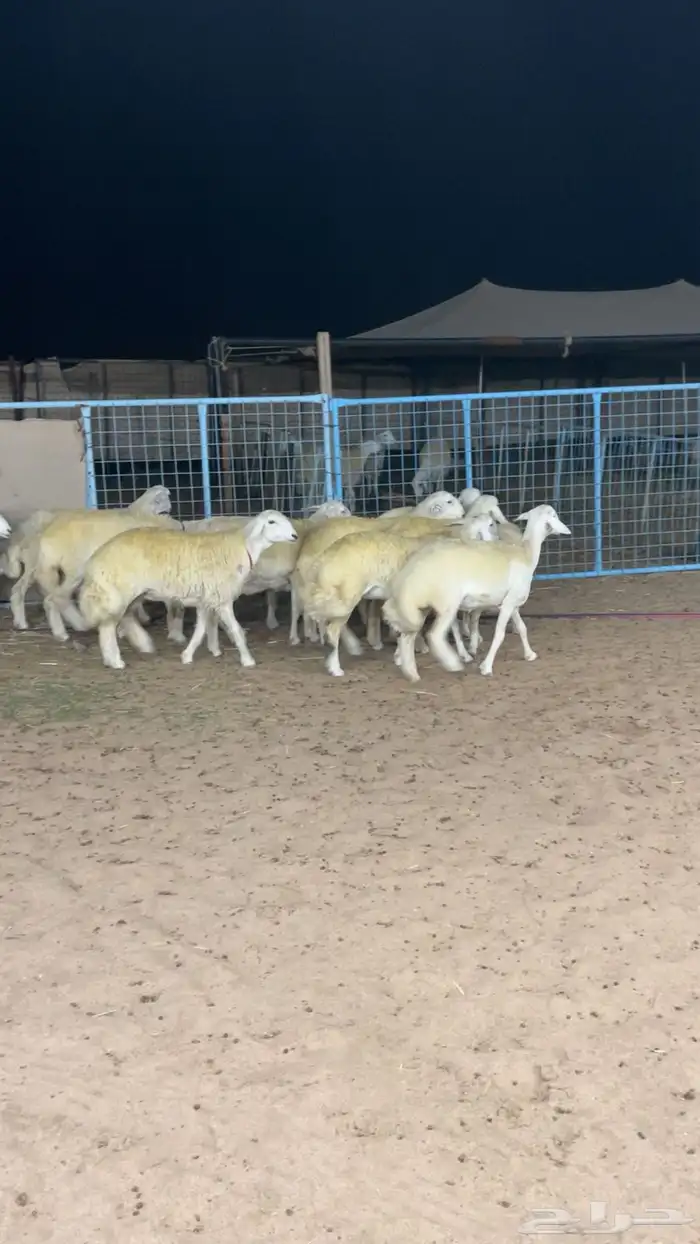 رخال صنف دفيع 0