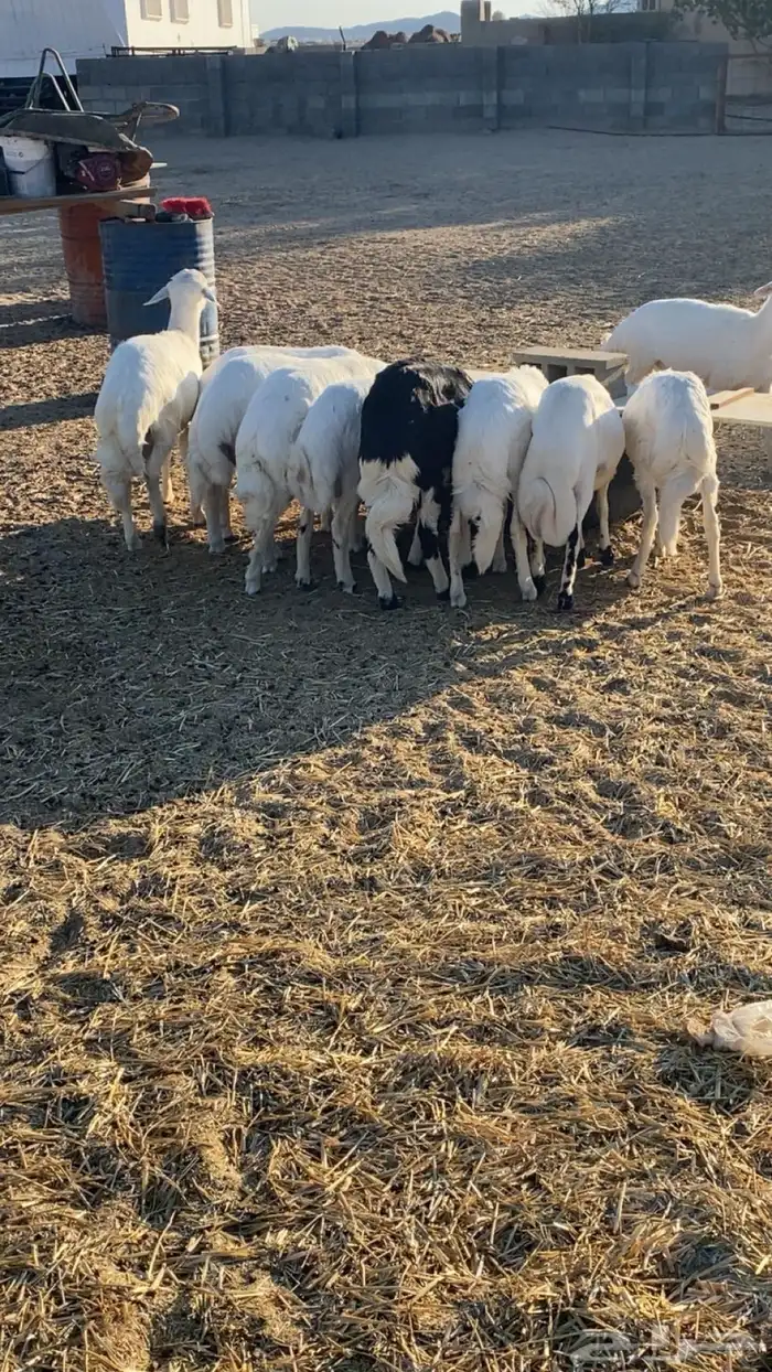 خرفان للبيع بيشة 1