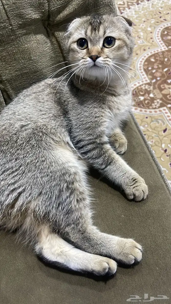 للبيع سكوتش فولد انثى بعمر6 شهور 1