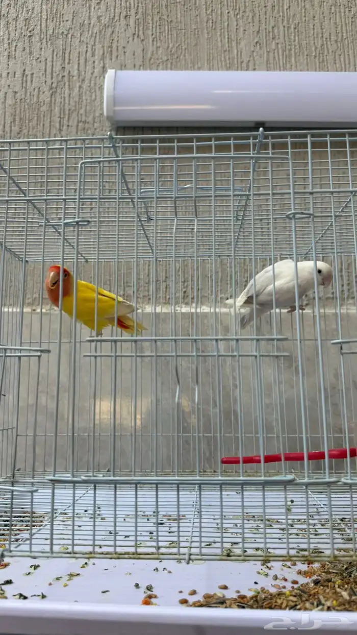 جوز روز جاهز للانتاج 0