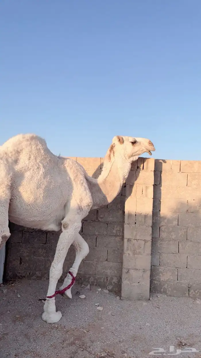 قعود لقي ساسه طيب 1