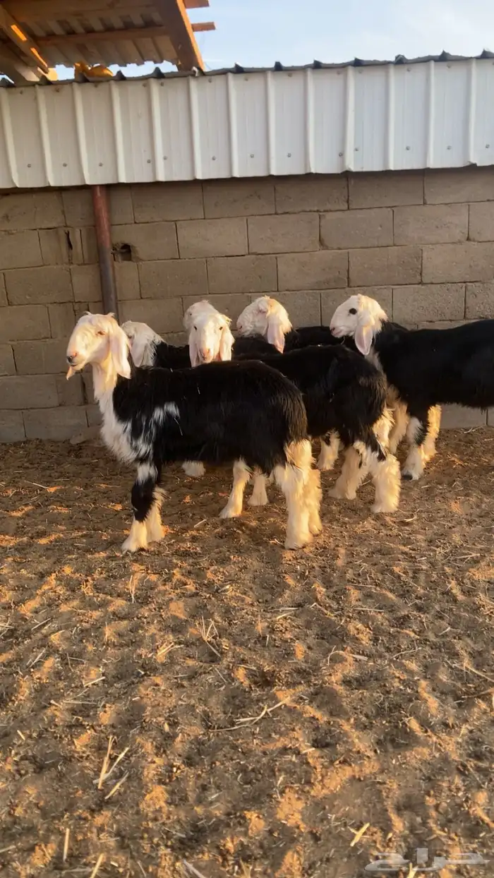 بهم نجد تربيه 1