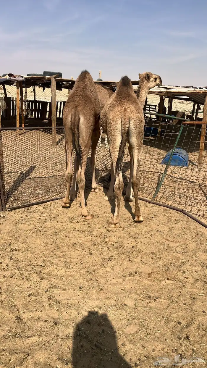 حشو بلدي كفو نظيفة جدا 1