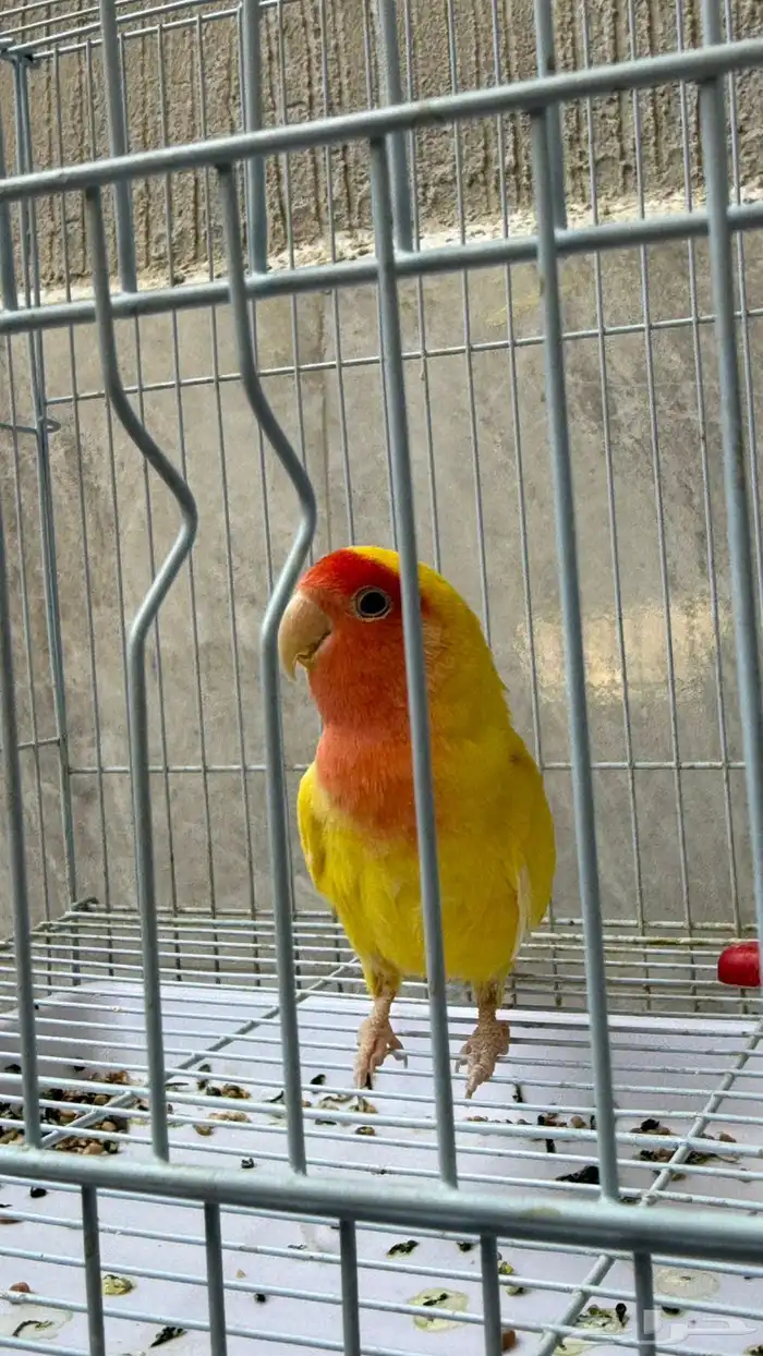 جوز روز جاهز للانتاج 1