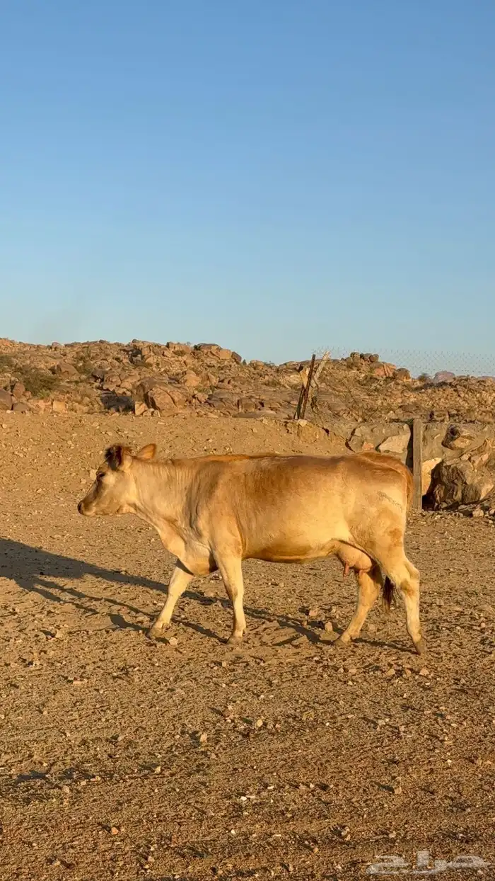 بقره سويسريه رباع دافع قروب 4