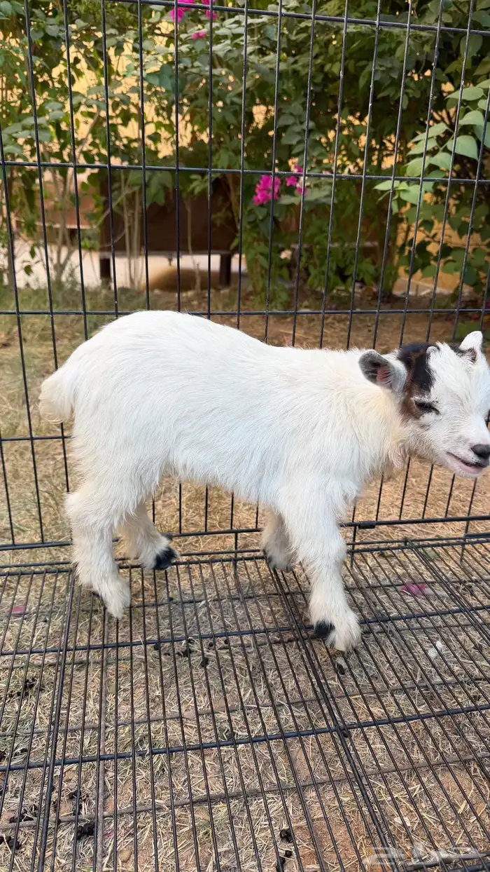 ماعز قزم ابيض 4