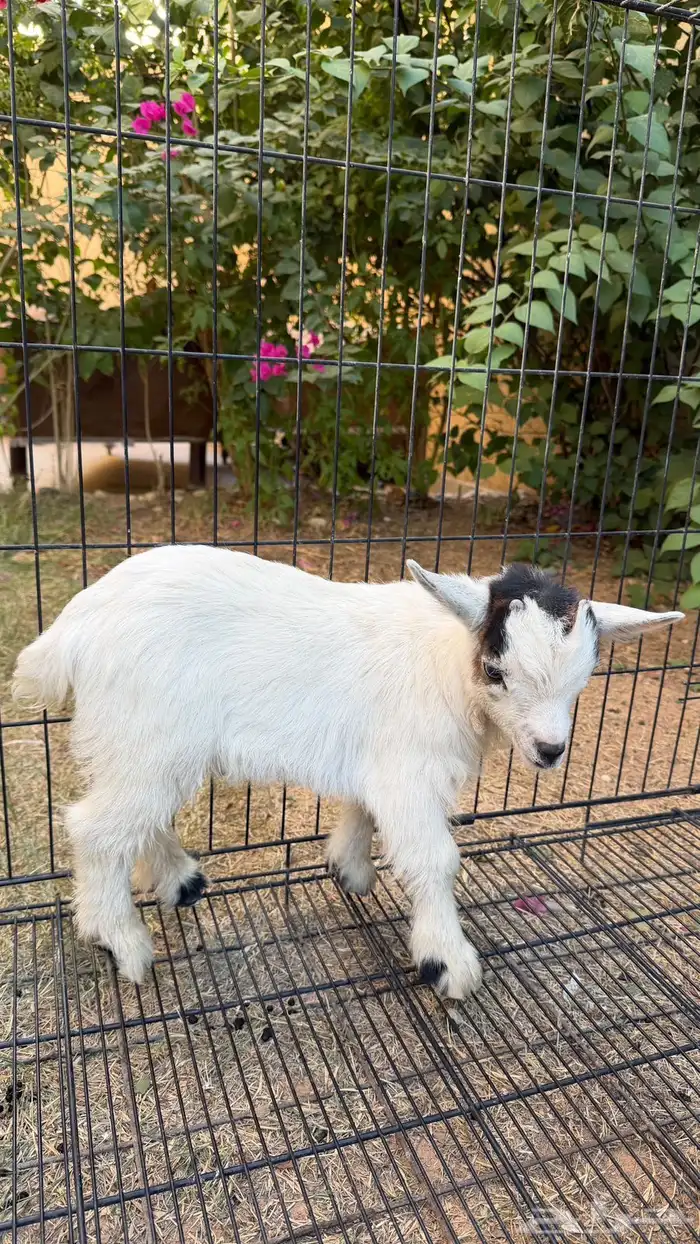 ماعز قزم ابيض 3