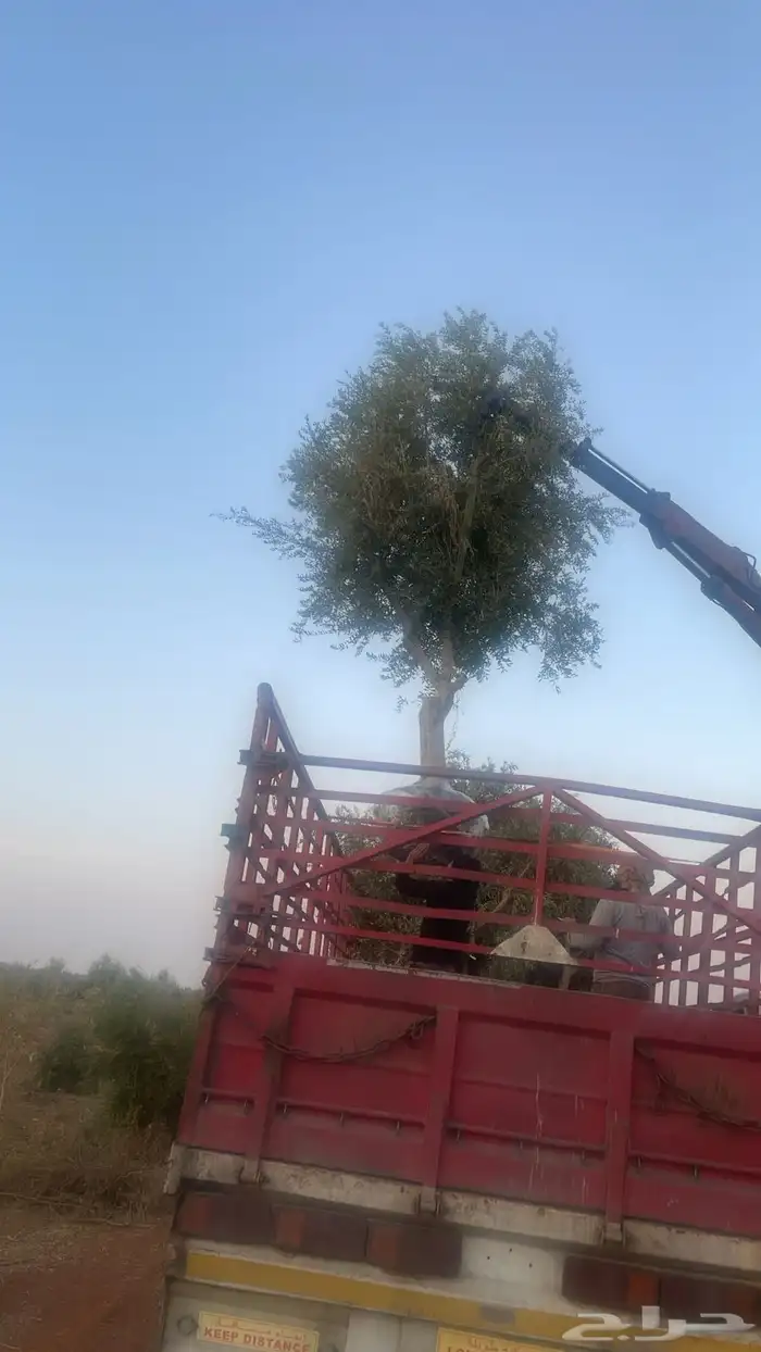 اشجار زيتون مثمر 1