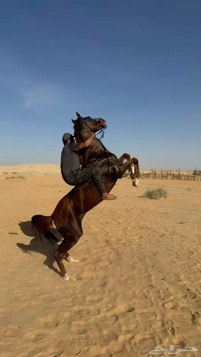 السلام عليكم عرض حصان للبيع 1