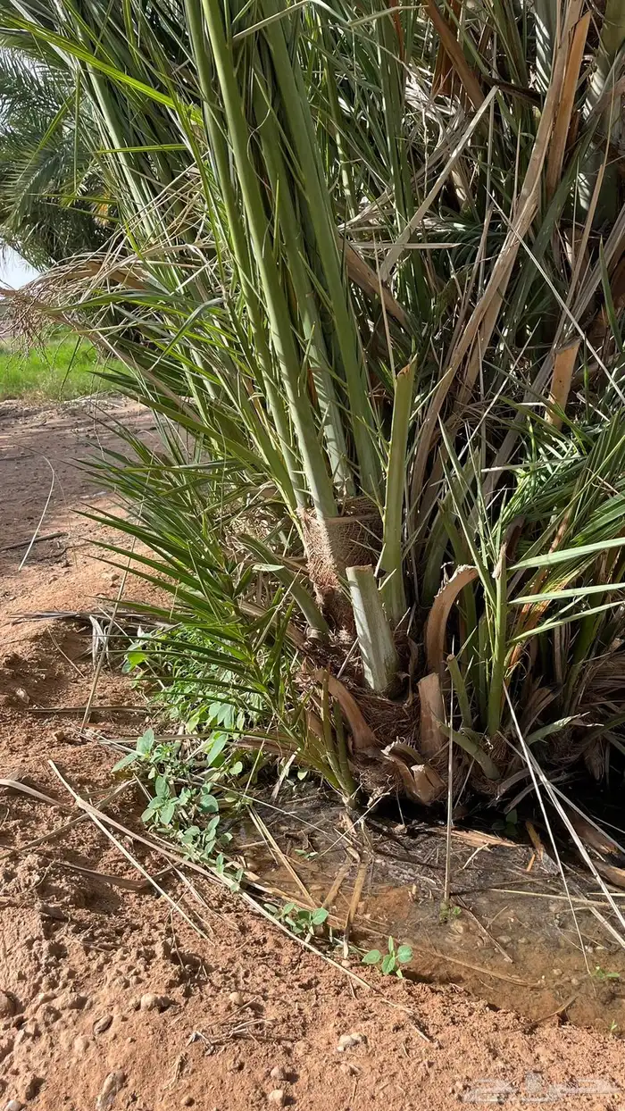 نخل مثمر طالع من القصيم للجنوب خلاص برحي سكري صقعي مجدول 3