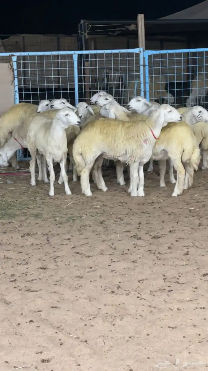 رخال صنف دفيع 3