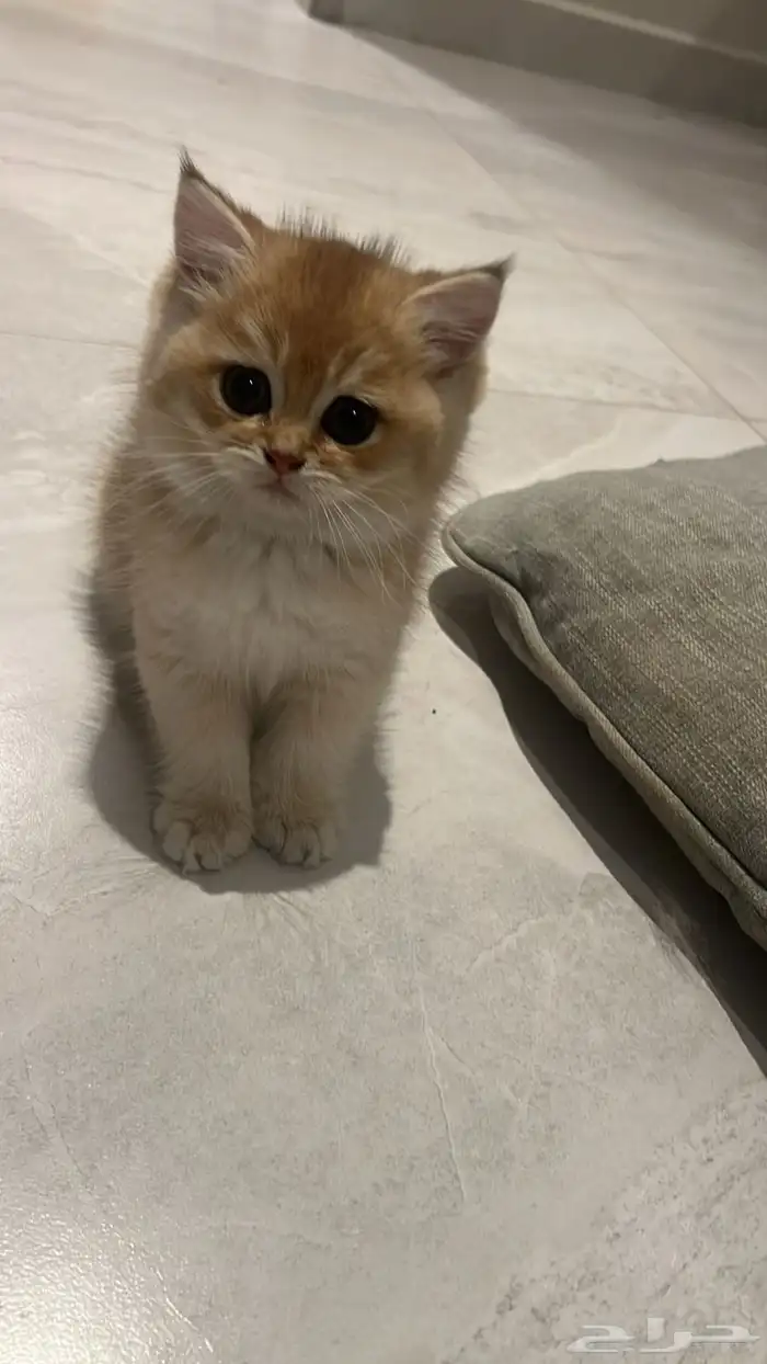 سكوتش قولد للبيع 2