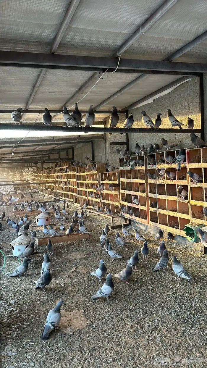 مشروع حمام من 800 جوز الا 1000 5