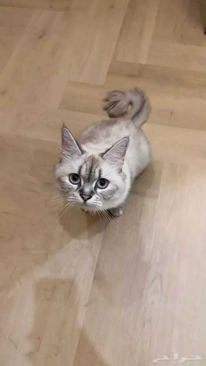 قطط للتبني 1