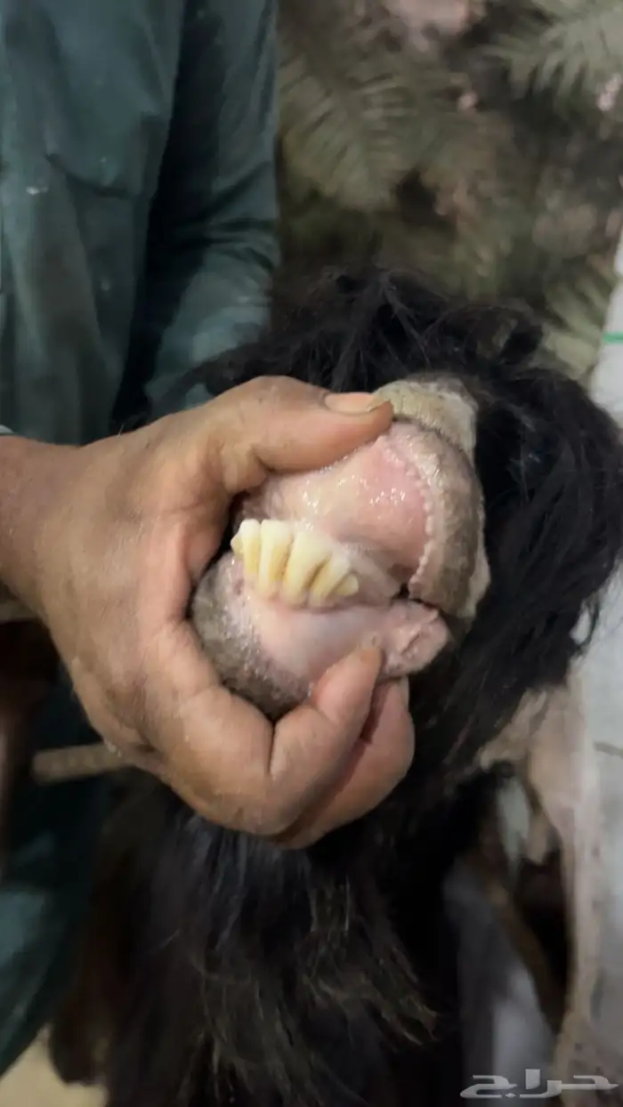 للبيع تيس عارضي 2