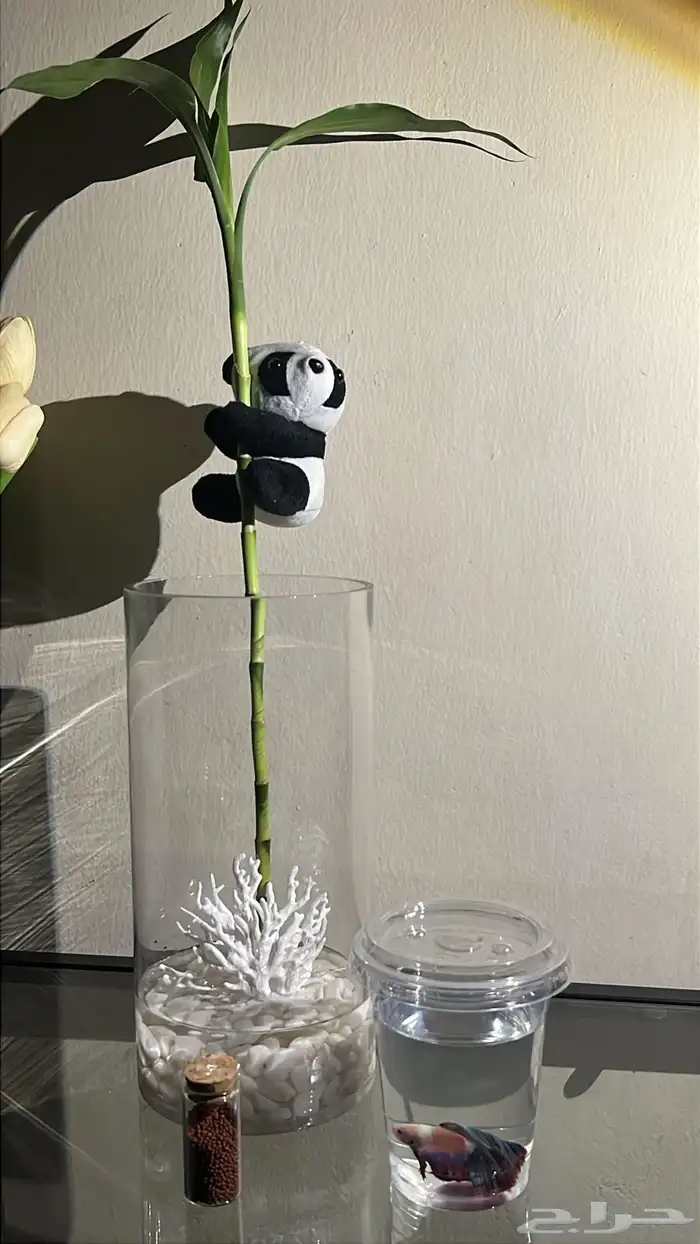 سمك زينه ( فايتر ) 4