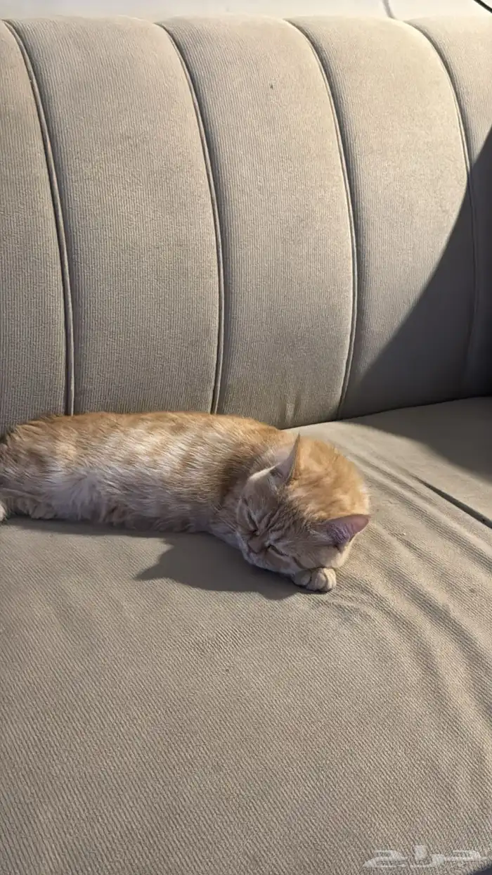 قط سكوتش للبيع 0