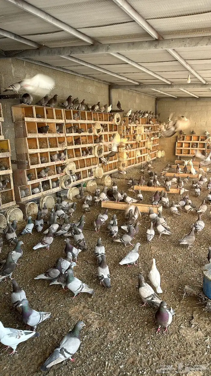 مشروع حمام من 800 جوز الا 1000 0