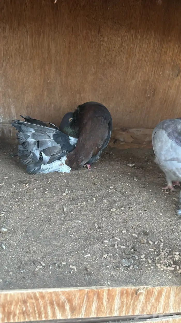 رقاص هولندي فناتيل 8