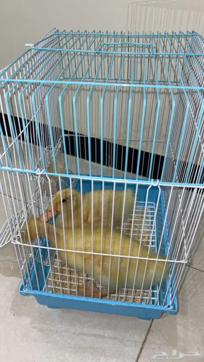 بطتين للتبني من يريدها يتواصل ع الرقم الموجود في حراج 0