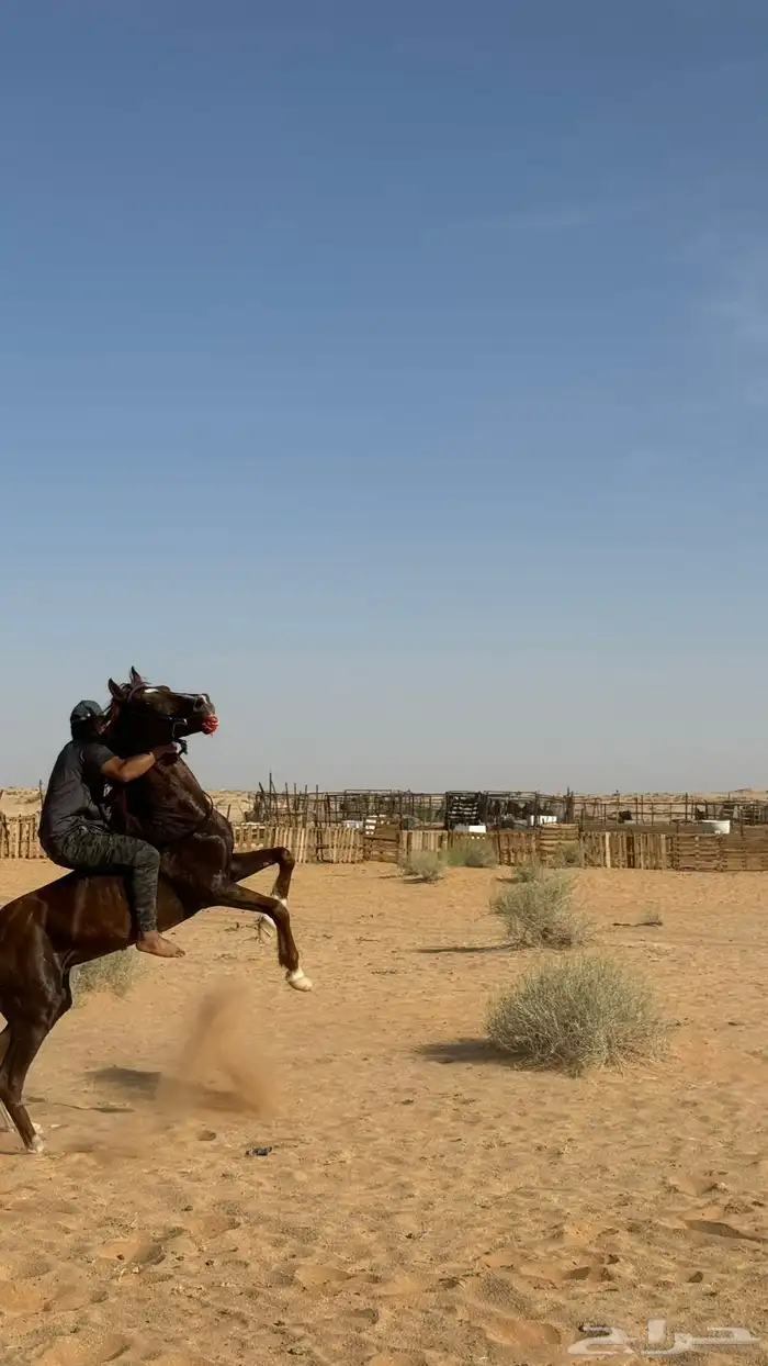 السلام عليكم عرض حصان للبيع 2