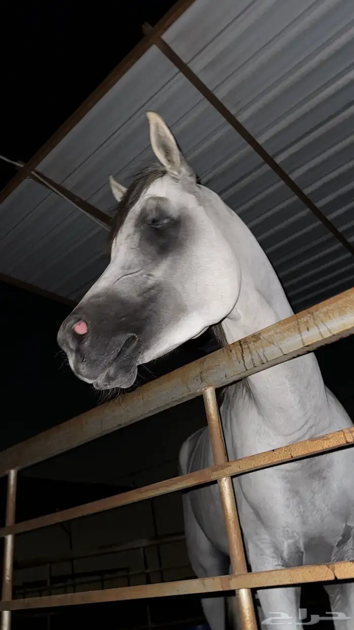 للبيع حصان شعبي وجه طيب وركوب طرب 1