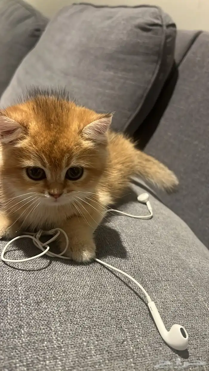 سكوتش قولد للبيع 1