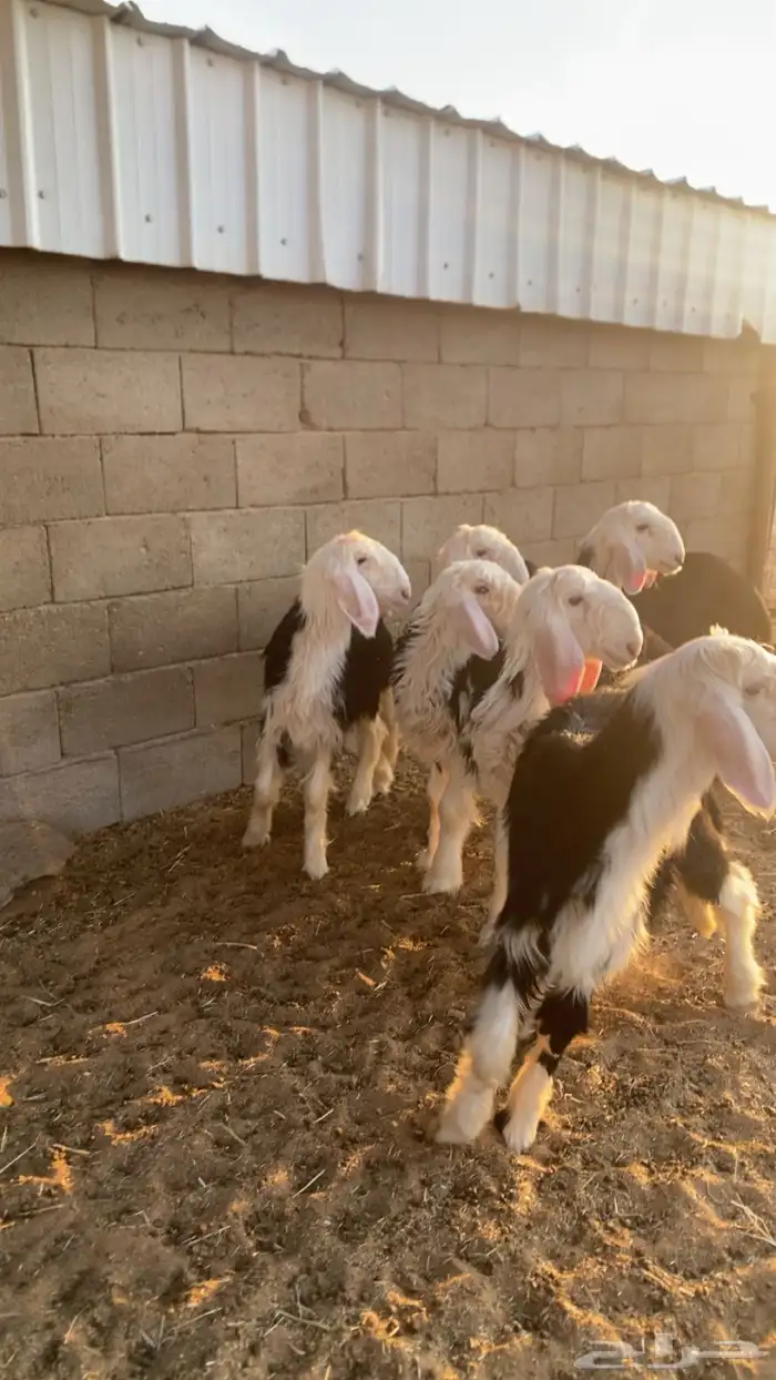 بهم نجد تربيه 0