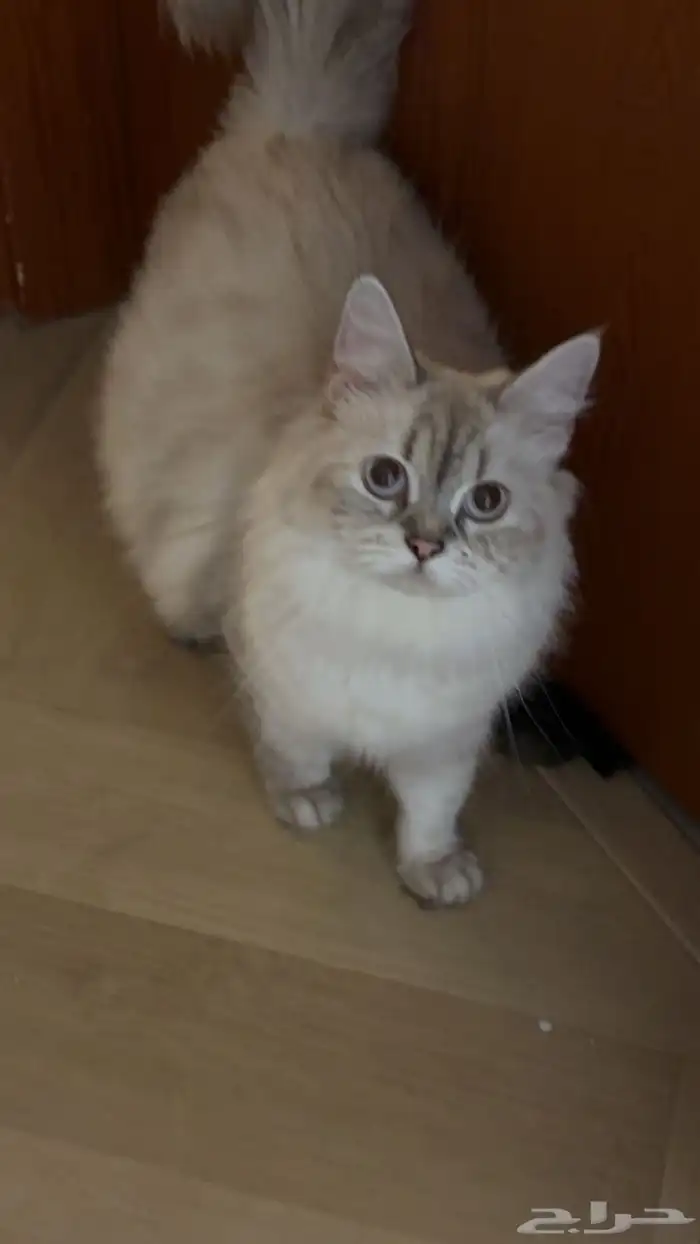 قطط للتبني 0