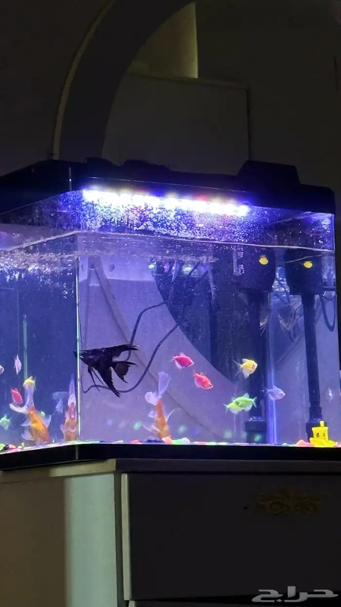 حوض سمك 1