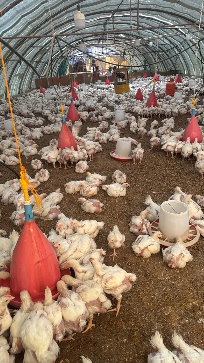 دجاج لاحم لبيع الكمية3الف الوزان من 1350الى 1500روس308 0