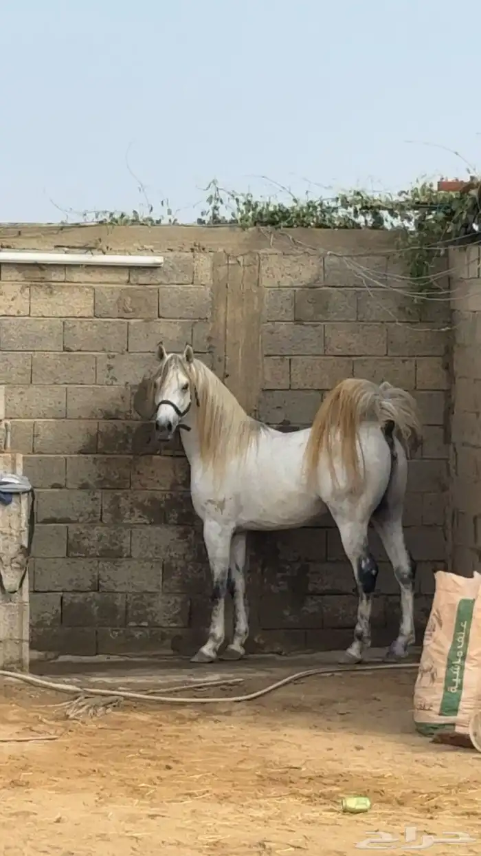 حصان شعبي فاخر 3