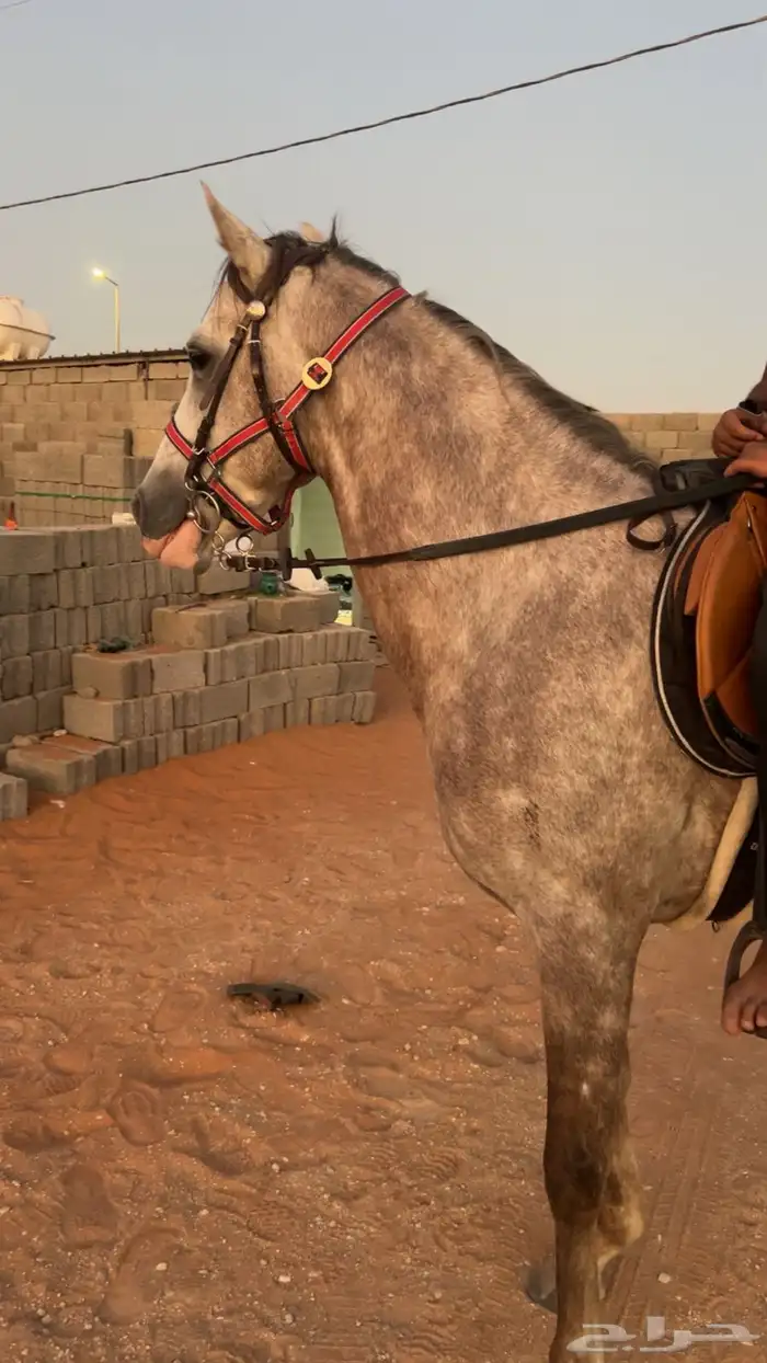 حصان صرعة عربي اصيل ابن مستند الخالدية 14